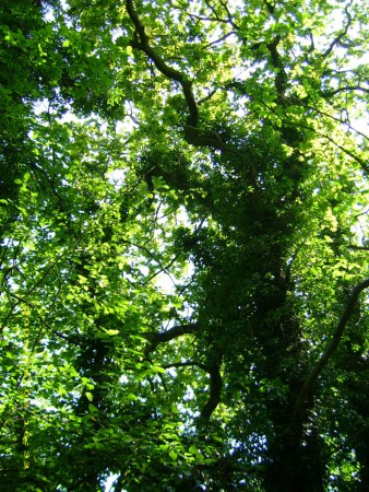 promenad i skogen på öland