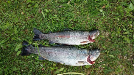 Min o isaks regnbåge som vi fick i knivtjärn